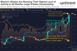 2024年“鲸鱼”们买入了多少BTC？